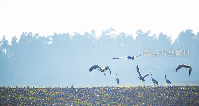 普通鹤[Grus Grus]